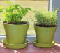 Preview: Bamboo Pots Green