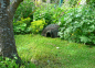 Preview: Hedgehog Home