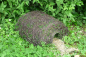 Preview: Hedgehog Home