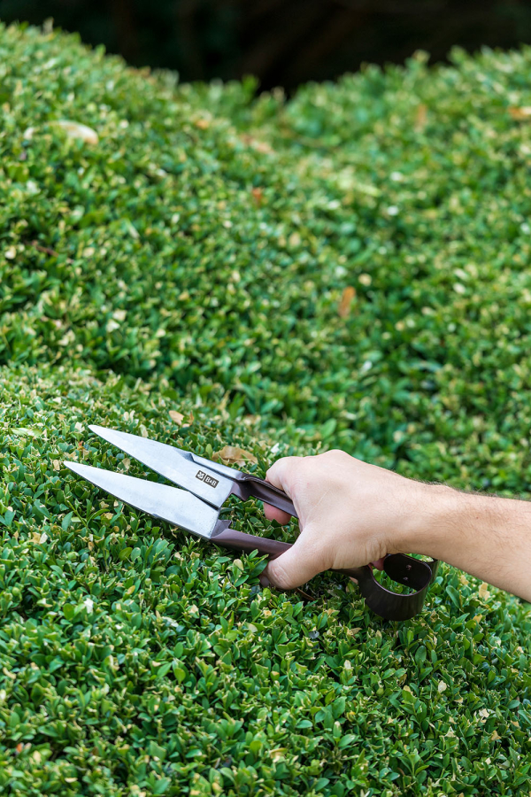 National Trust Topiary Shears