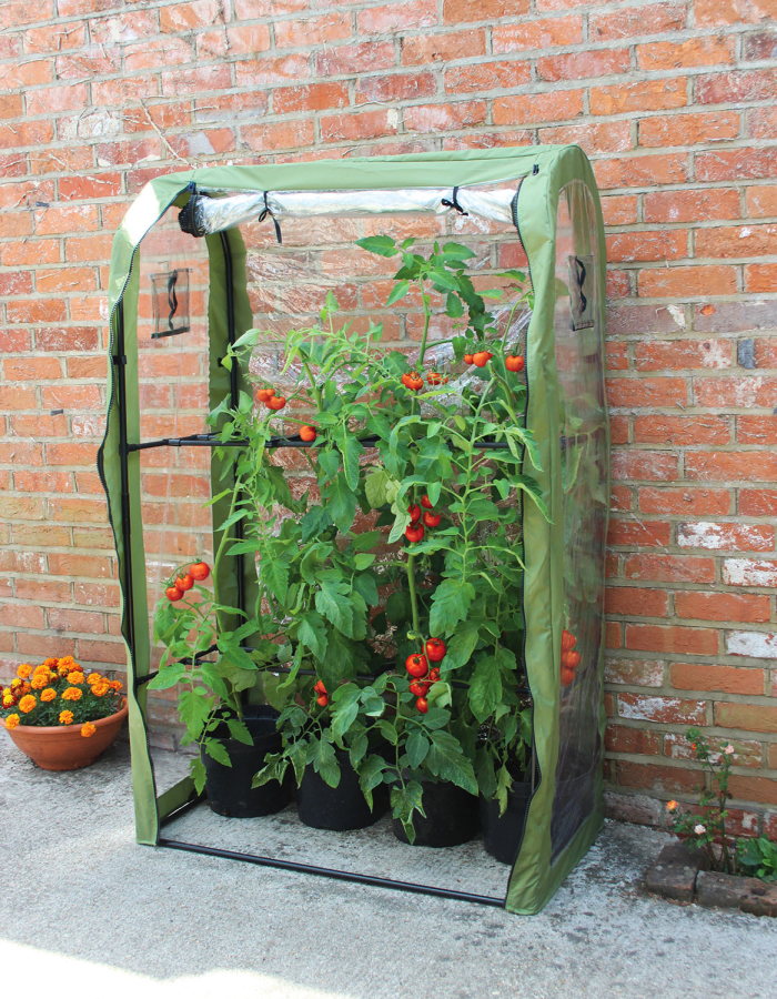 Tomato Crop Booster