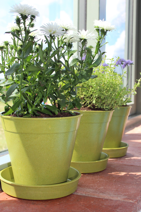 Bamboo Pots Green