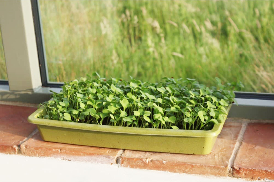 Microgreens Growing Mats
