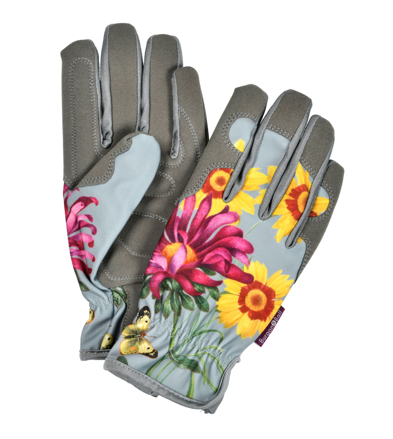 Gloves Asteraceae