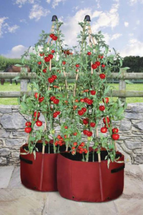 Tomato Planter