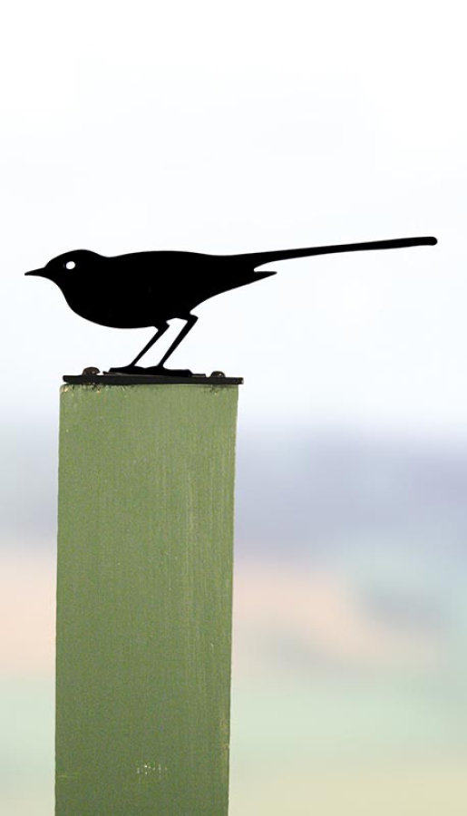 Garden Birds - Wagtail