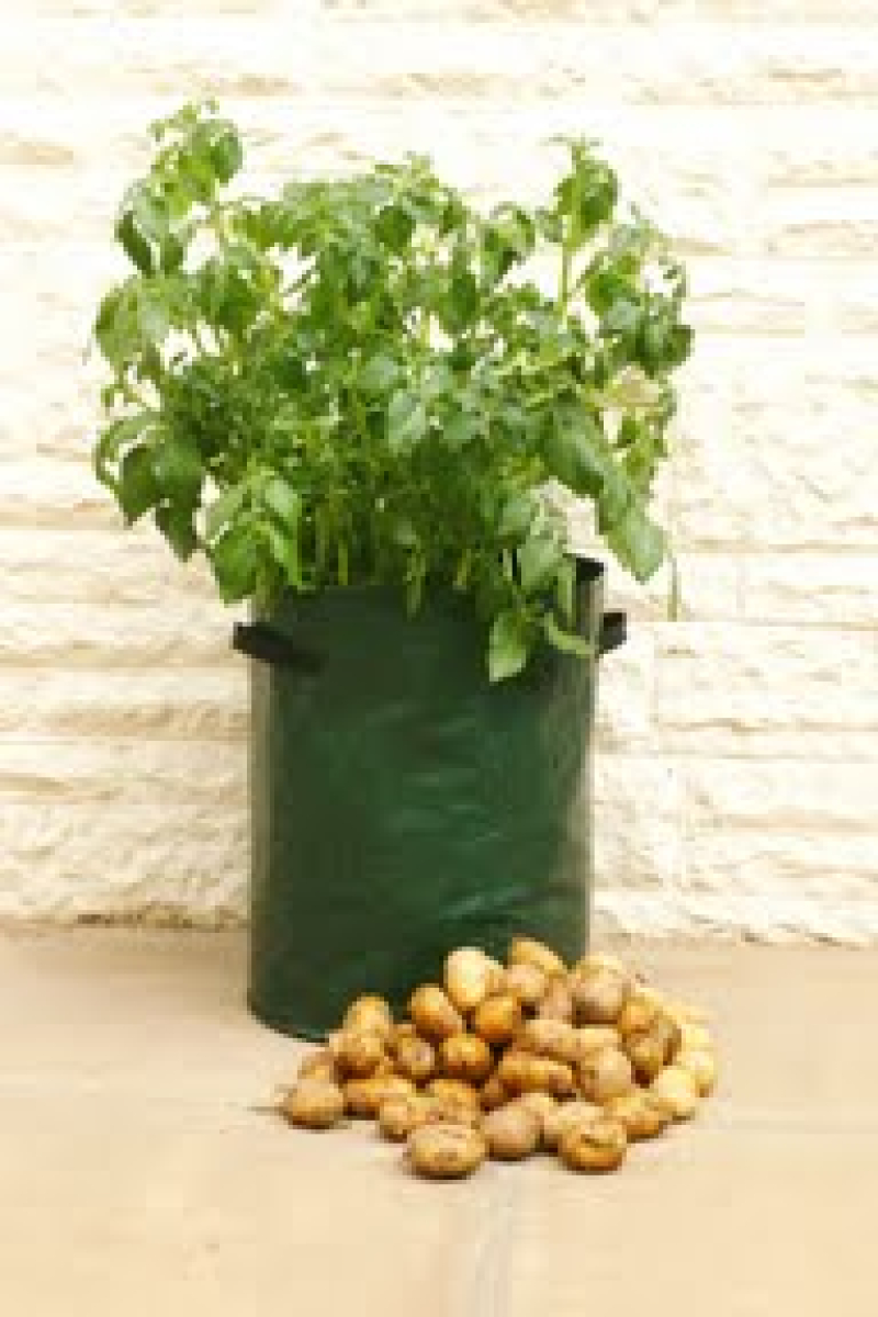 Potato Planter