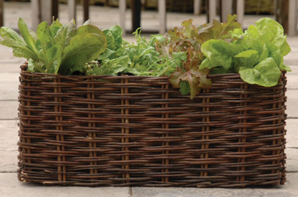 Salad Planter
