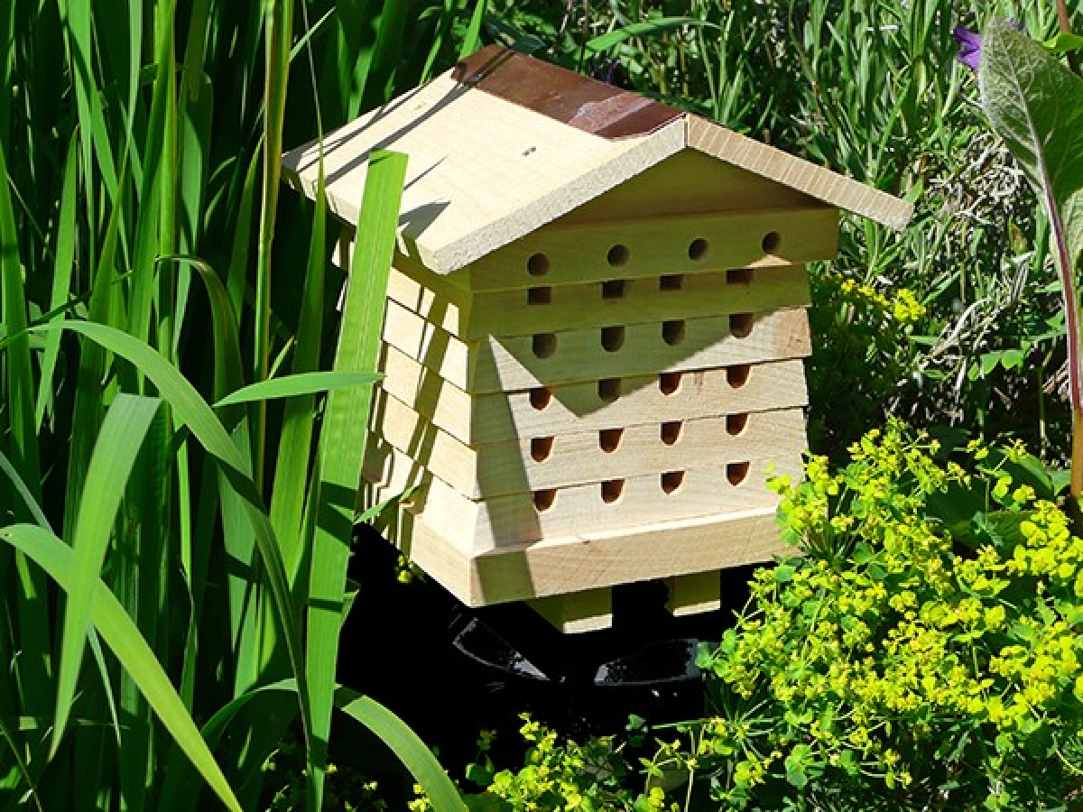 Solitary Bee Hive
