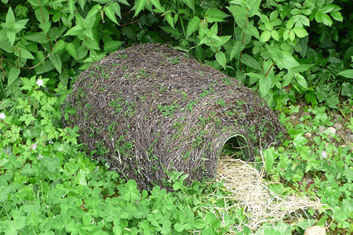 Hedgehog Home